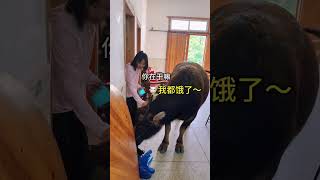芯芯還沒起床，小牛就跑屋裡來找人，還挺注重形象！ #shorts