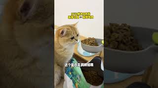 【牛奶是只猫】养了那么多猫…家里竟然进了老鼠！最后没想到小老三竟然……